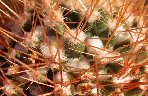 Mammillaria nivosa (1).jpg